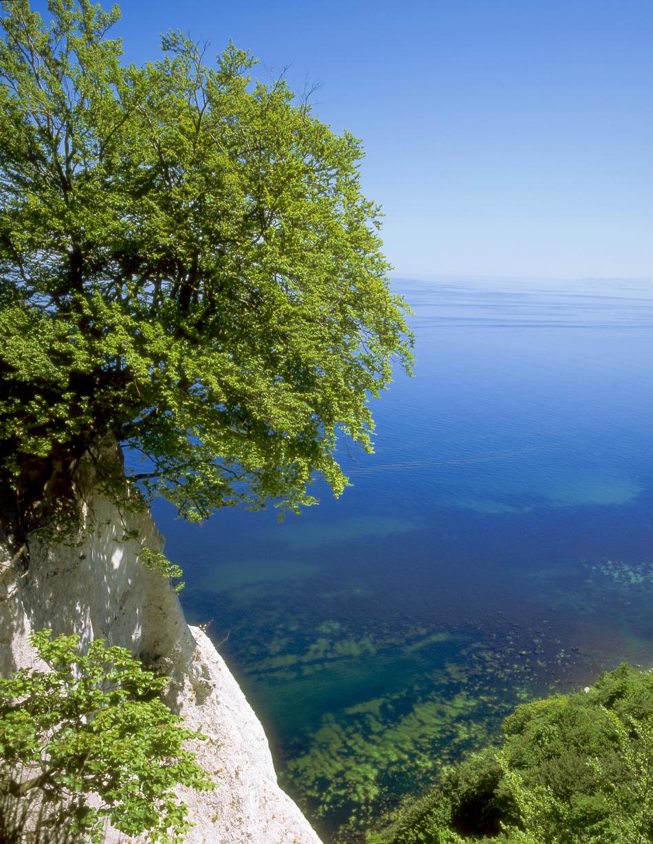 Kreidefelsen Rügen von Reubild Kreidefelsen Rügen