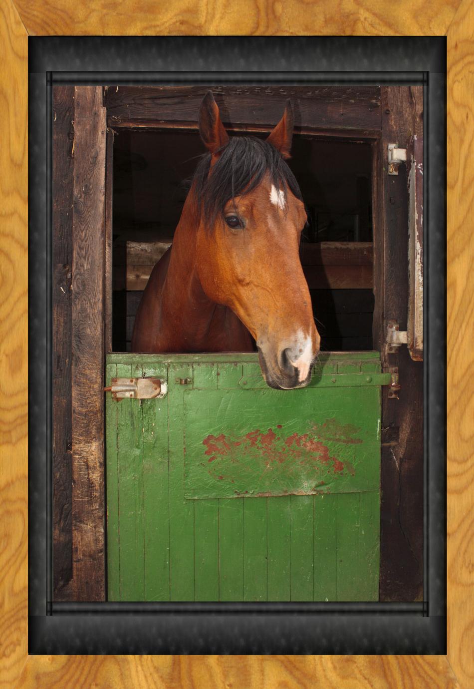 Edles Reitpferd in der Box von Reubild Edles Reitpferd in der Box