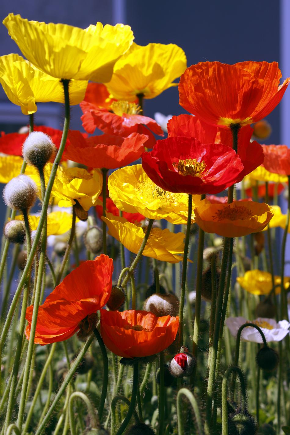 Feuriger Mohn von Reubild Feuriger Mohn