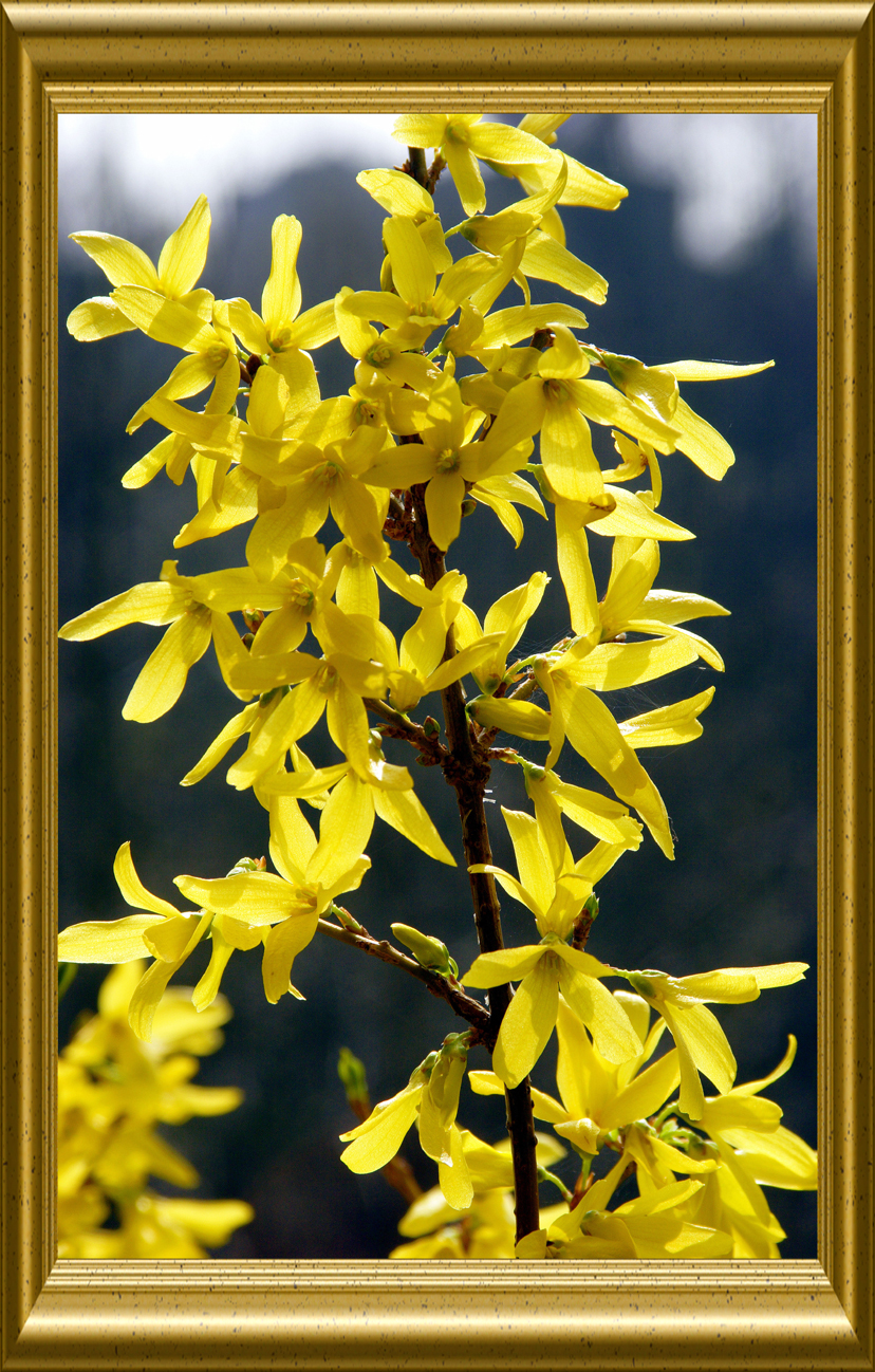 Forsythie von Reubild Forsythie