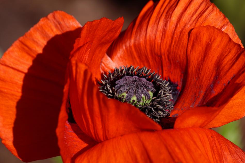 Roter Mohn von Reubild Roter Mohn