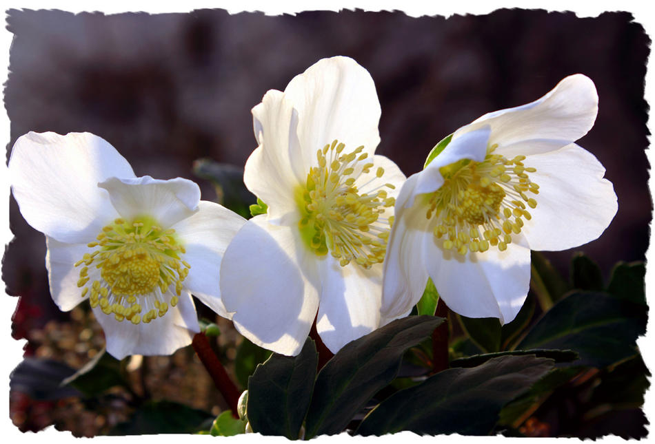 Christrose als Weihnachtssymbol von Reubild Christrose als Weihnachtssymbol