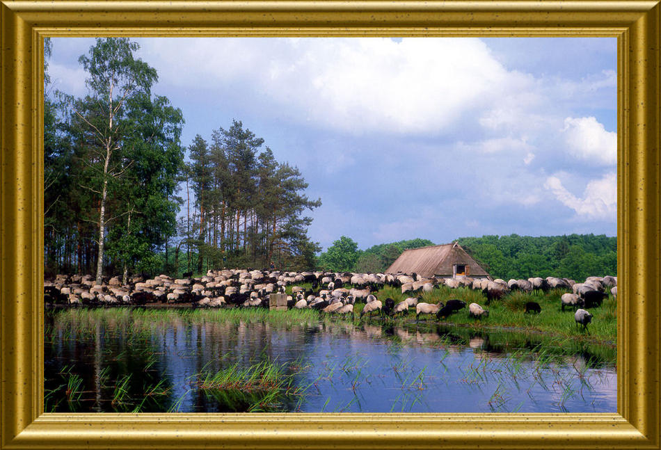 Idylle in der Lüneburger Heide von Reubild Idylle in der Lüneburger Heide