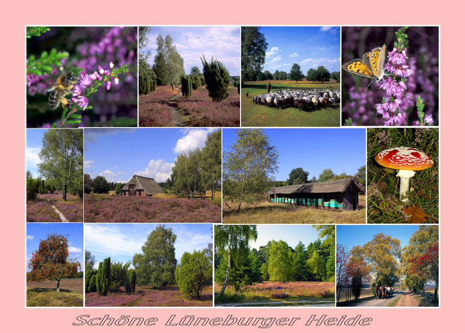 Lüneburger Heide von Reubild Lüneburger Heide