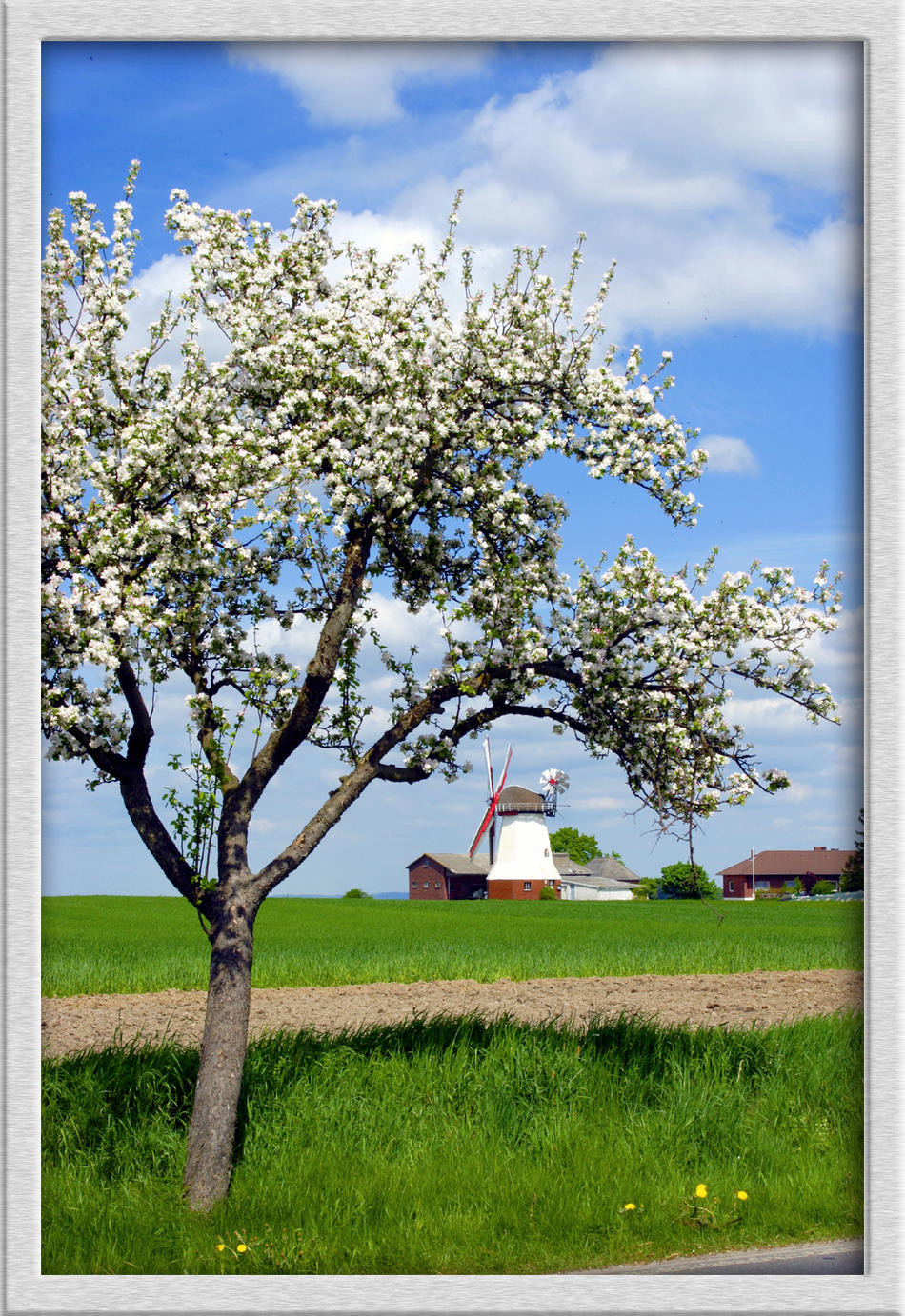 Blühender Apfelbaum und Windmühle.jpg von Reubild Blühender Apfelbaum und Windmühle.jpg