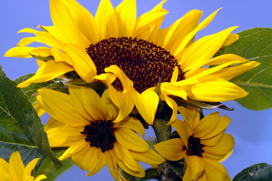Sonnenblumen-Familie von Reubild Sonnenblumen-Familie