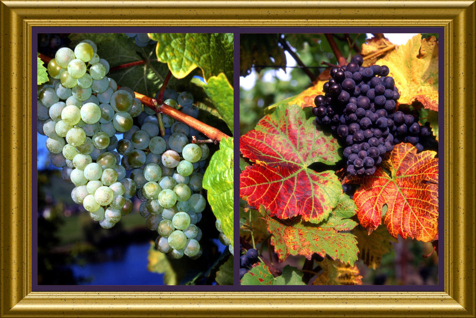 Weinreben von Reubild Weinreben