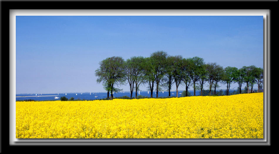 Rapsfeld an der Ostsee von Reubild Rapsfeld an der Ostsee