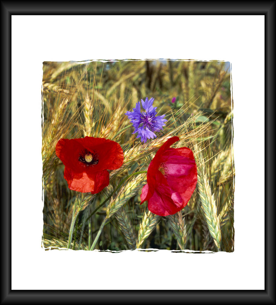 Blumen am Kornfeld von Reubild Blumen am Kornfeld