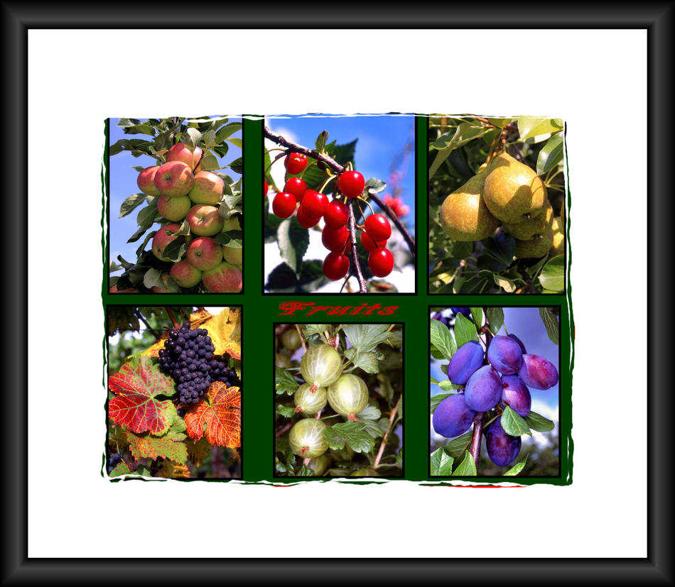 Fruits von Reubild Fruits