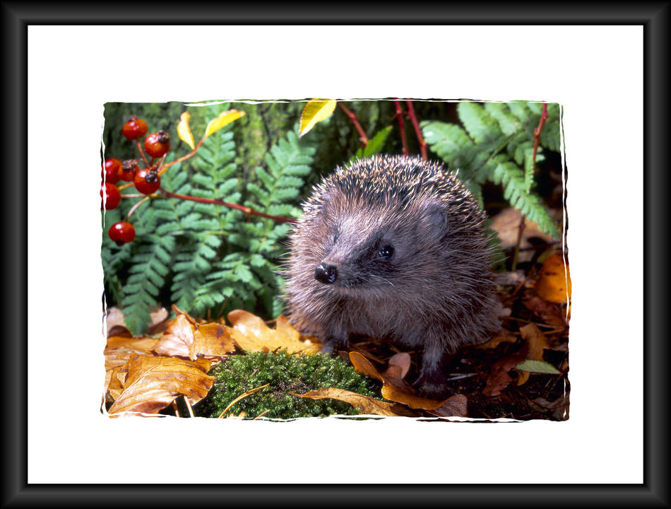 Igel von Reubild Igel