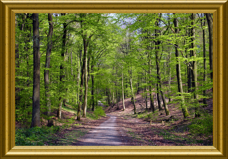 Buchenwald im Frühling von Reubild Buchenwald im Frühling