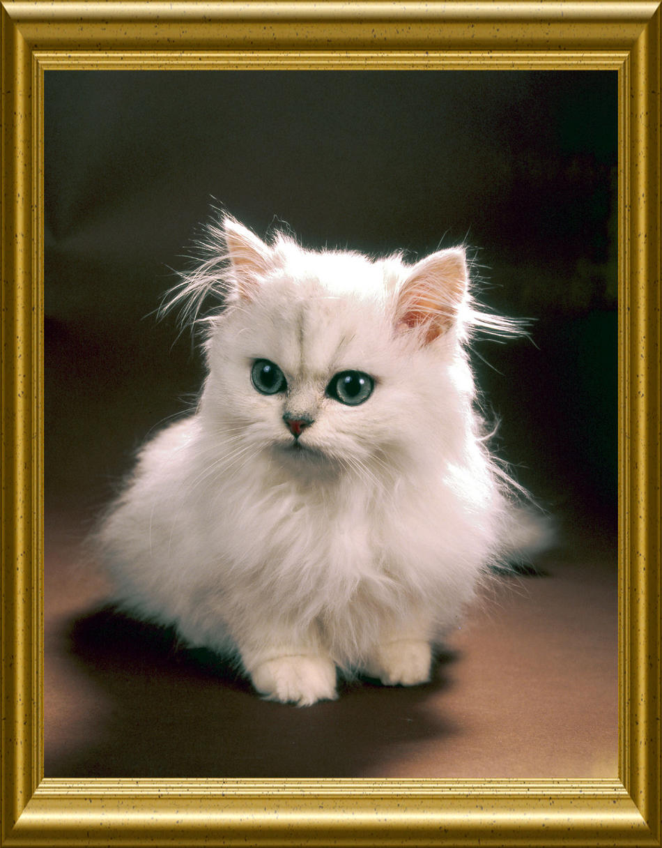 Weiße Perserkatze von Reubild Weiße Perserkatze