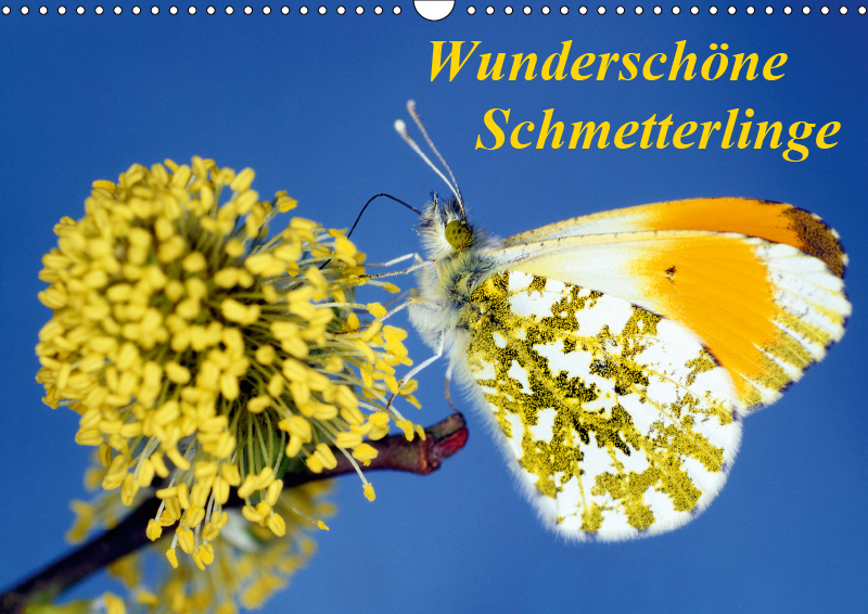 Schmetterlingskalender von Reubild Schmetterlingskalender