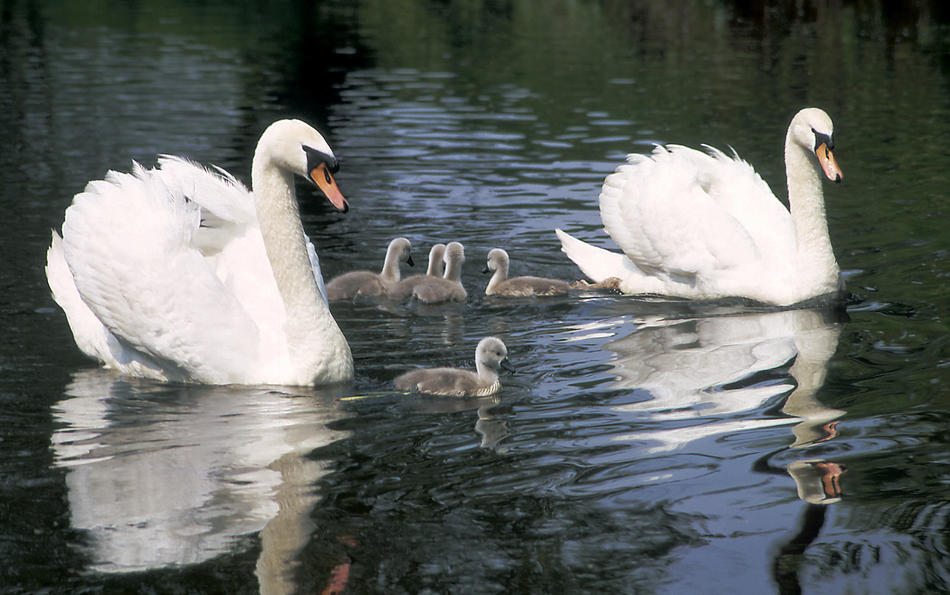 Schwanenfamilie von Reubild Schwanenfamilie