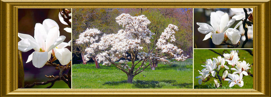 Magnolien von Reubild Magnolien