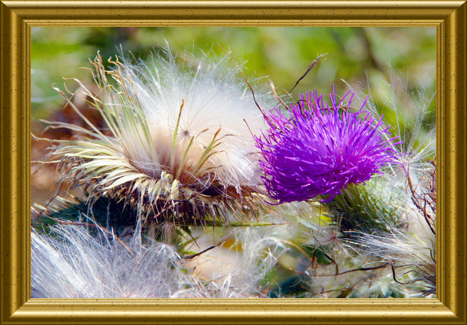 Distel von Reubild Distel