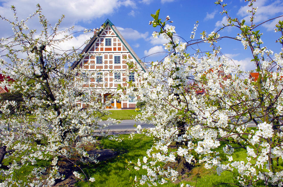 Kirschblüte im Alten Land von Reubild Kirschblüte im Alten Land