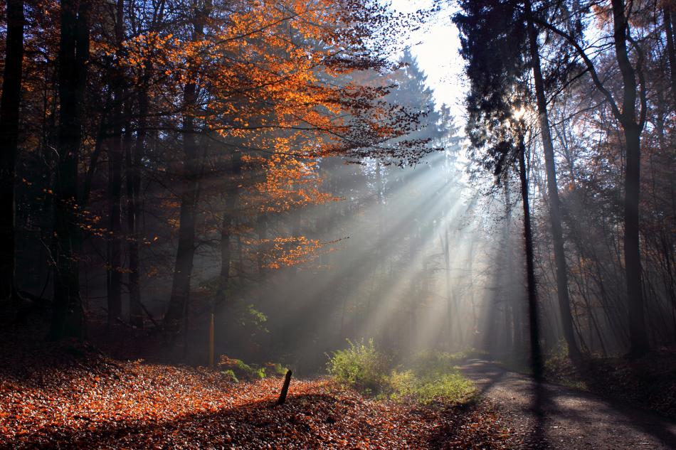 Herbststimmung im Wald von Reubild Herbststimmung im Wald