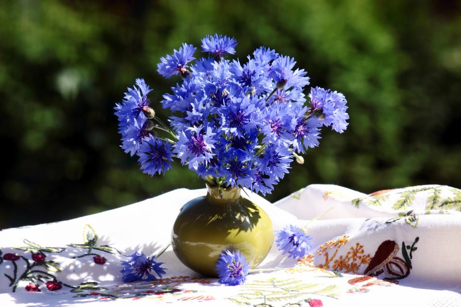 Kornblumen von Reubild Kornblumen