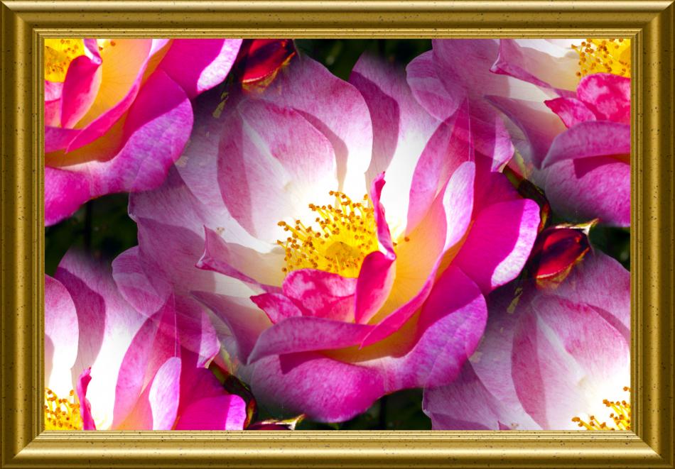 Rosen von Reubild Rosen