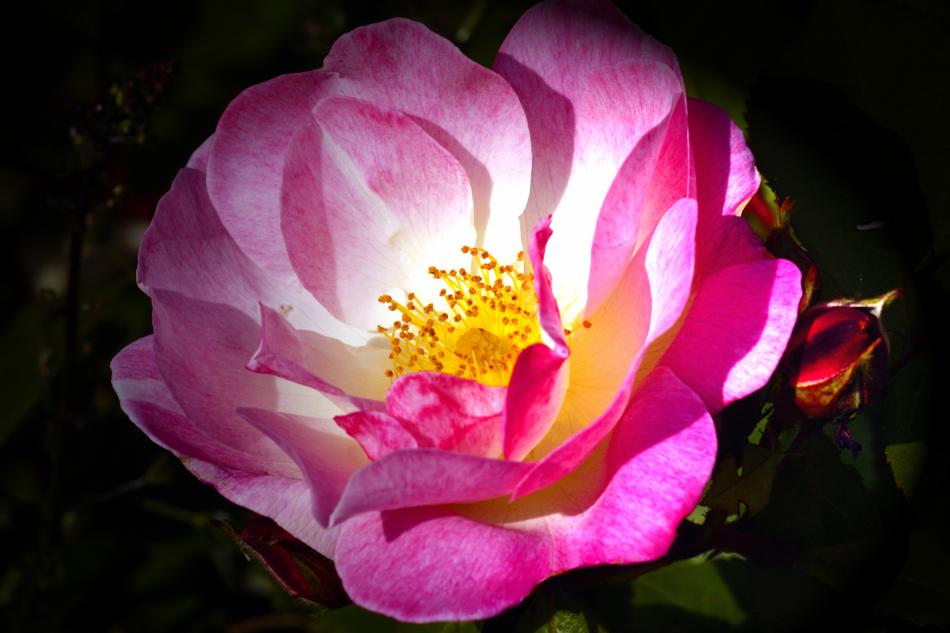 Leuchtende Farben einer Rose von Reubild Leuchtende Farben einer Rose