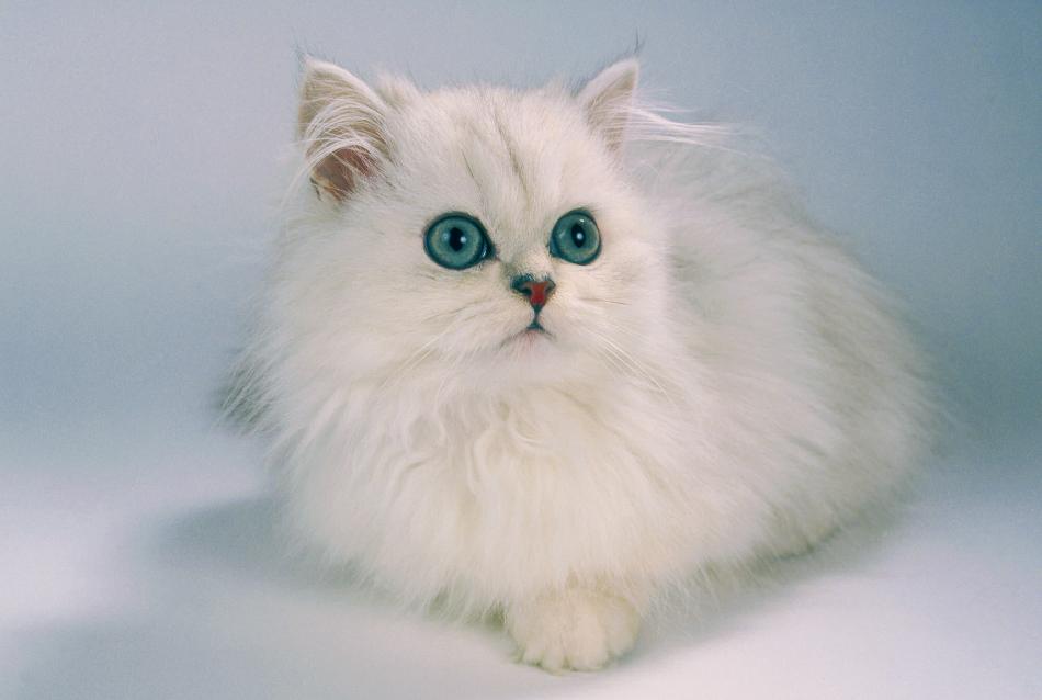 WeiePerserkatze von Reubild WeiePerserkatze