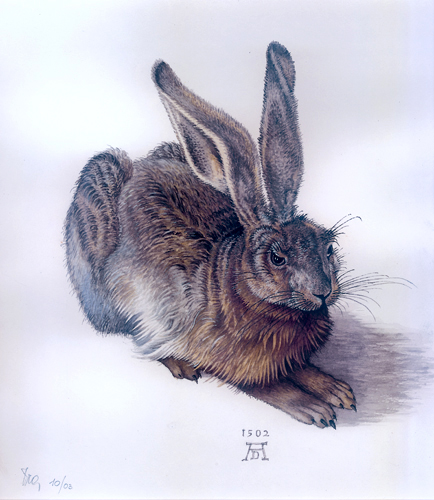 Feldhase nach A. Dürer von wfr Feldhase nach A. Dürer