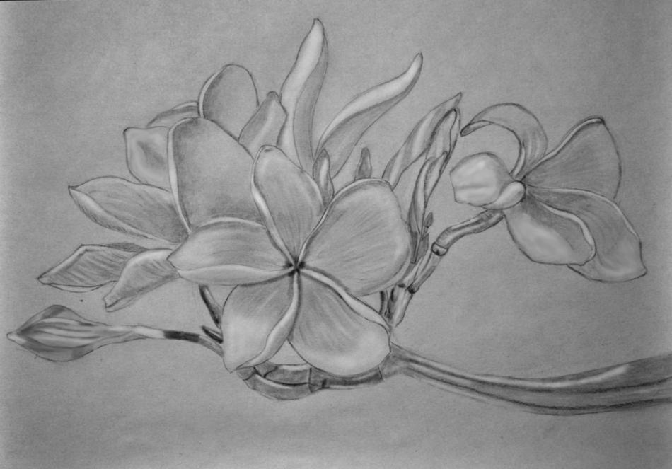 Frangipani von Frangipani