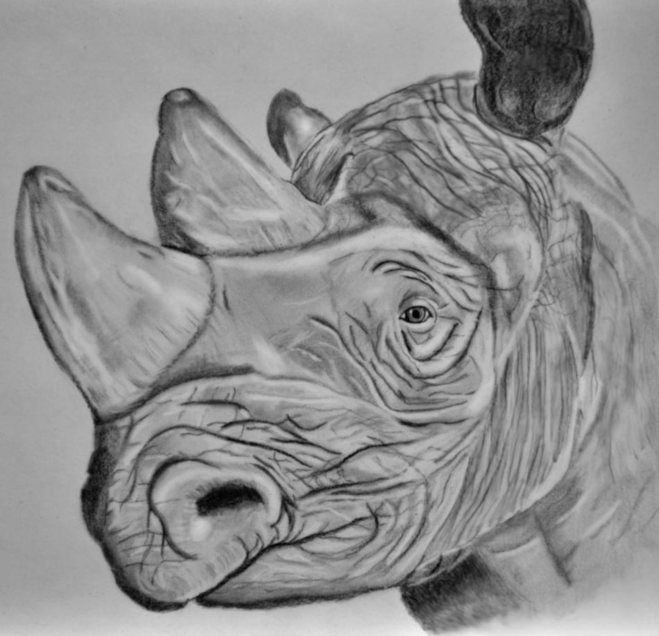 RHINO von RHINO