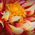 Blume von Armin.G.Gärtner