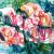 Fantasieblumen von