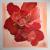 Rose von