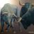 Bullconversacion von