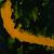 TRACES. (I) von RoMana