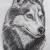 Siberian Husky von Paulowitz