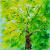 Summer trees von S.Ril