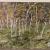 The magic forest von