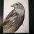 Crow von Hovnik Art