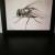 Fly von Hovnik Art