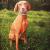 Magyar Vizsla von Mario Hannemann