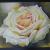 One Champagne Rose von NotYetPicasso