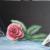Rose am Wasser von