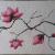 Magnolie red von