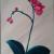 Orchidee red von