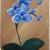 Orchidee blue von