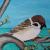Spatz von