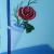 Rose in Vase von
