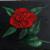 Rote Rose von