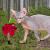 Natur von